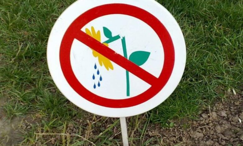 Persoană prinsă în timp ce rupea flori de pe domeniul public, azi-noapte, pe un bulevard din Brașov 3 flori | MyTex.ro