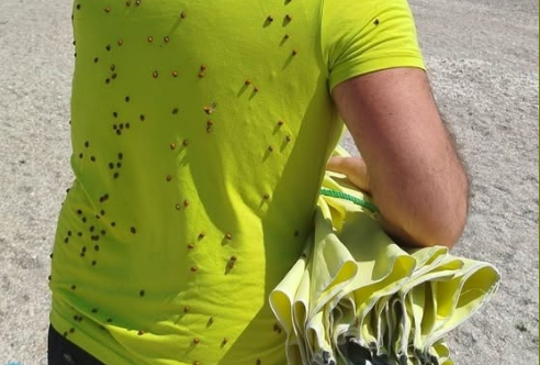 Invazia gărgăriţelor în Mamaia / A fost invocat şi Nicuşor Dan / „Dacă staţiunea e goală...” 3 Invazia gărgăriţelor | MyTex.ro