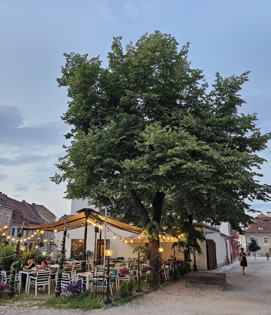 Explicaţiile şefului unui restaurant din Braşov la singura recenzie critică primită / Ofertă pentru clientul nemulţumit 7 Explicaţiile şefului unui restaurant din Braşov | MyTex.ro