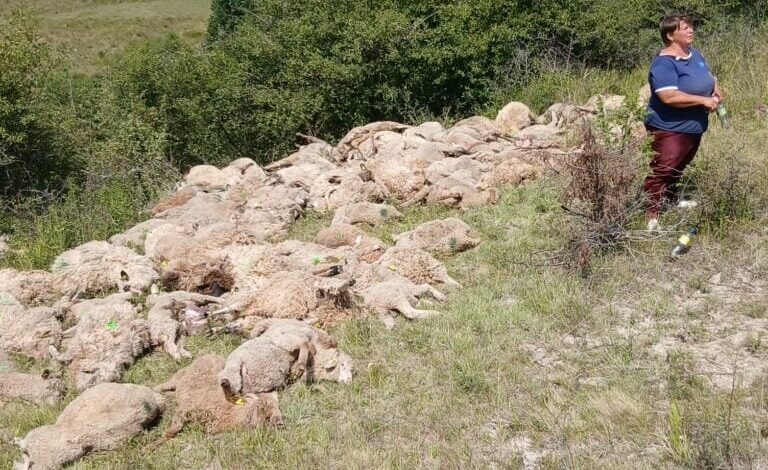 Pagube de 272.071 lei, în acest an, produse de urși și lupi în județul Brașov 3 Pagube de 272.071 lei | MyTex.ro