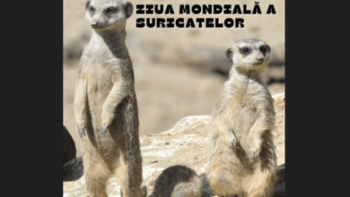 O nouă zi specială la Zoo | MyTex.ro