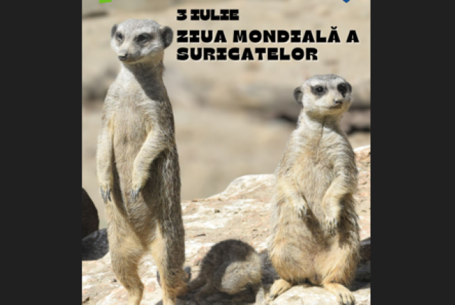 Ziua Mondială a Suricatelor la Zoo Brașov 3 Ziua Mondială a Suricatelor la Zoo Brașov | MyTex.ro