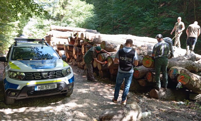 Dosar penal după un control la un ocol silvic din județul Brașov 3 Dosar penal - ocol silvic
