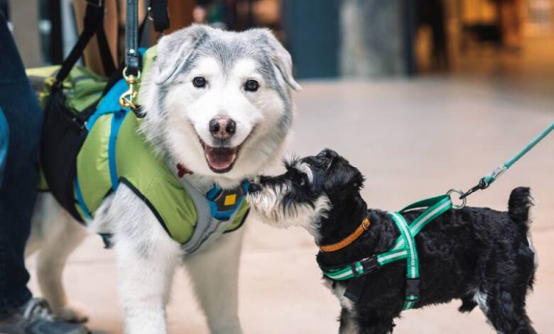 Încă un mall din Brașov devine petfriendly! Primele reacții ale brașovenilor 3 Mall | MyTex.ro