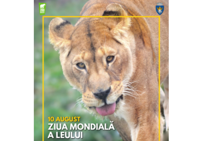 Ziua Mondială a Leului la Zoo Brașov 3 Ziua Mondială a Leului la Zoo Brașov | MyTex.ro