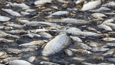 Alertă ecologică pe un râu | MyTex.ro