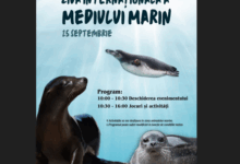 Ce maşini preferă braşovenii | MyTex.ro