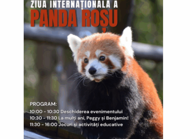 Ziua Internațională a Panda Roșu | MyTex.ro