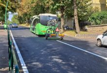 Urșii și lupii au făcut prăpăd în județul Brașov | MyTex.ro