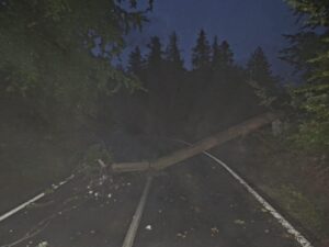 DEER | MyTex.ro