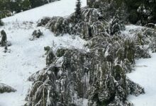 Junii Brașovului își deschid sărbătorile cu un obicei puțin cunoscut | MyTex.ro
