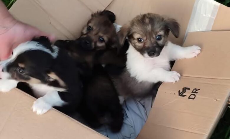 Noile date de contact ale Adăpostului Public Canin din Brașov! „Insistent vă rugăm să nu mai sunați pentru cazuri din afara orașului" 1 Date | MyTex.ro