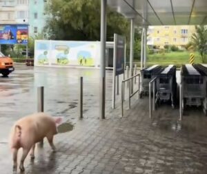 Surpriză | MyTex.ro