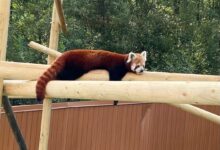 Zoo Braşov