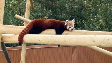 Zoo Braşov