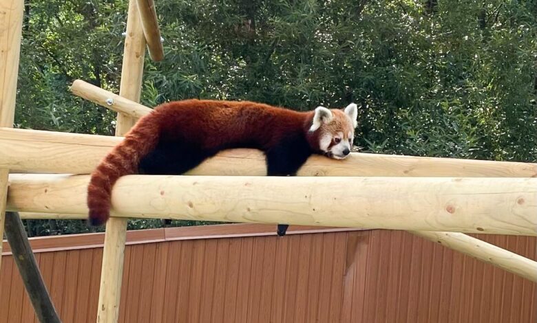 Zoo Braşov
