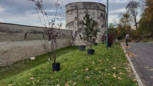 Campanie de plantări Sub Tâmpa 34 Campanie de plantări Sub Tâmpa | MyTex.ro