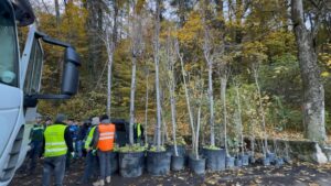 Campanie de plantări Sub Tâmpa 35 Campanie de plantări Sub Tâmpa | MyTex.ro