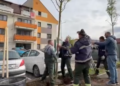 Cu accent pe arbori la Brașov 3 Cu accent pe arbori la Brașov | MyTex.ro
