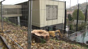 Cine și de ce a tăiat castanii de sub Tâmpa? / Reacții vehemente, răul făcut greu de îndreptat 13 Cine și de ce a tăiat castanii | MyTex.ro