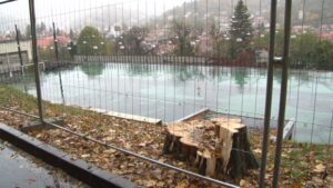 Cine și de ce a tăiat castanii de sub Tâmpa? / Reacții vehemente, răul făcut greu de îndreptat 15 Cine și de ce a tăiat castanii | MyTex.ro