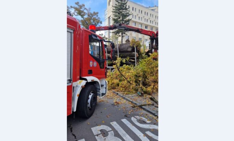 Ultima oră. Copac căzut peste un bărbat, în zona Maternității Brașov! 3 copac | MyTex.ro