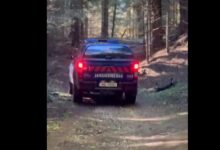 Turist plecat singur în drumeție, atacat de urs, în apropierea stațiunii Poiana Brașov 3 | MyTex.ro