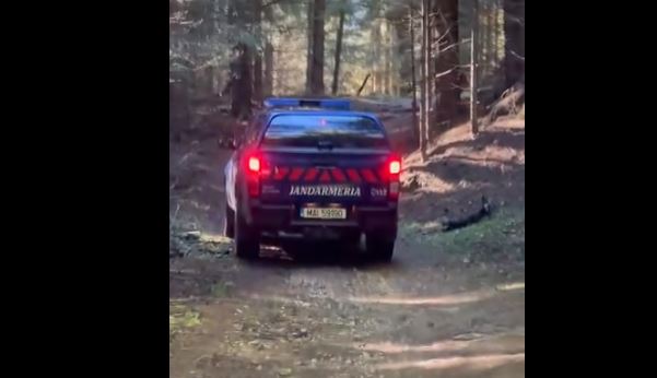 Turist plecat singur în drumeție, atacat de urs, în apropierea stațiunii Poiana Brașov 1 turist | MyTex.ro