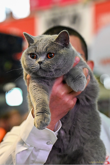 Trei pisici din România, cele mai frumoase din lume în 2025 7 Trei pisici | MyTex.ro