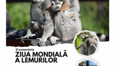 Urșii și lupii au făcut prăpăd în județul Brașov | MyTex.ro