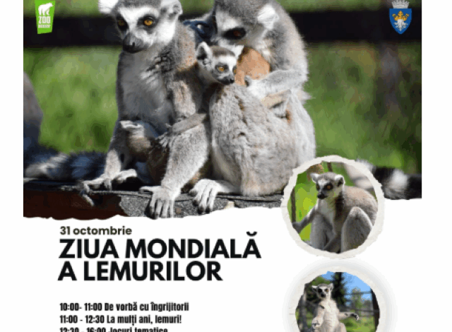 Lemurii cu coadă inelată | MyTex.ro