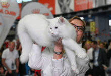 Trei pisici din România, cele mai frumoase din lume în 2025 3 | MyTex.ro