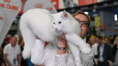 Trei pisici din România, cele mai frumoase din lume în 2025 10 | MyTex.ro