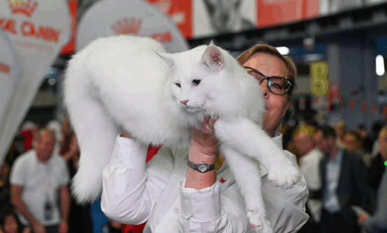 Trei pisici din România, cele mai frumoase din lume în 2025 5 Trei pisici | MyTex.ro