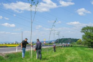 Pădure urbană lângă Centrul de Afaceri CATTIA 19 Pădure urbană lângă Centrul de Afaceri CATTIA | MyTex.ro