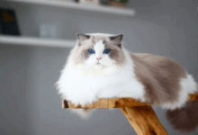 | MyTex.ro