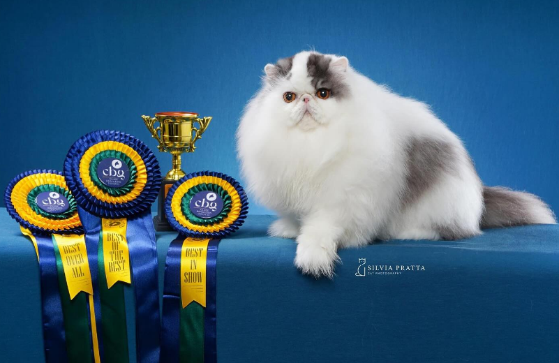 Super-pisici în România. 10 campioni mondiali. 2 zile. Un singur show 9 Super-pisici | MyTex.ro