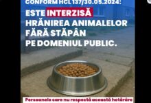 Primăria Făgăraș, decizie care a stârnit furia iubitorilor de animale! „E mai ușor sa amendați oamenii care fac un bine decât să găsiți cauza” / „A lăsa un animal flămând nu înseamnă civilizație, ci cruzime” 5 Elena Udrea va fi eliberată astăzi | MyTex.ro