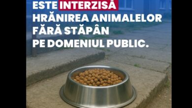 Primăria Făgăraș, decizie care a stârnit furia iubitorilor de animale! „E mai ușor sa amendați oamenii care fac un bine decât să găsiți cauza” / „A lăsa un animal flămând nu înseamnă civilizație, ci cruzime” 10 | MyTex.ro