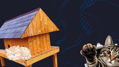 Primăria Ploiești, proiect pilot pentru pisicuțele... străzii / „Un oraș civilizat nu înseamnă doar asfalt și betoane. Înseamnă și bunătate" 6 O vedetă TikTok a murit la 21 de ani | MyTex.ro