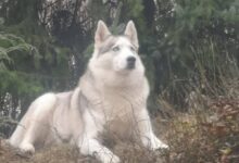 Apelul unei localnice din Hălchiu, după ce i-ar fi fost omorâtă cățelușa, prin otrăvire, în propria curte, în timp ce ea era internată în spital 6 ANPC | MyTex.ro