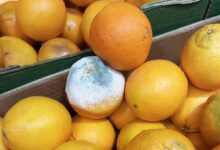 Vin fiert | MyTex.ro