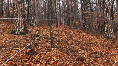 Gard electric | MyTex.ro