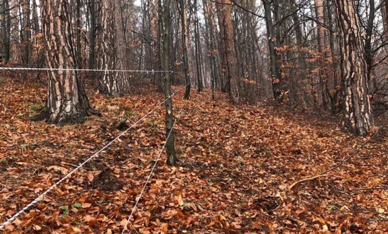 Râșnov | MyTex.ro