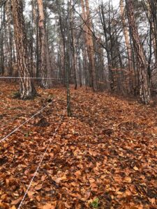 Gard electric de 9 km la Râșnov: intrările urșilor în localitate, reduse cu peste 90% 11 Gard electric | MyTex.ro