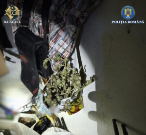 Percheziții | MyTex.ro