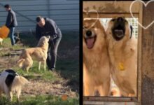 La Brașov: 5 voluntari și 350 de codițe fericite! (video) 5 O nouă plecare importantă de la Antena 1 | MyTex.ro