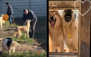 La Brașov: 5 voluntari și 350 de codițe fericite! (video) 1 Brașov | MyTex.ro