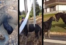 VIDEO. Pompierii din Poiana Brașov au salvat un mânz căzut într-un canal / „Fiecare viață contează" 13 Bagaj | MyTex.ro