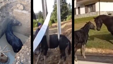 VIDEO. Pompierii din Poiana Brașov au salvat un mânz căzut într-un canal / „Fiecare viață contează" 6 haos | MyTex.ro